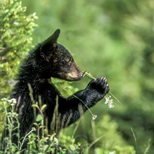 Portrait of an American black bear cub sniffing a wildflower, USA, North America