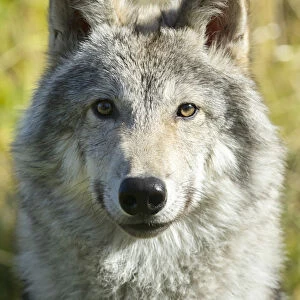 Portrait Of A Female Gray Wolf (Canis Lupus), Captive, Alaska Wildlife Conservation Center; Portage, Alaska, United States Of America