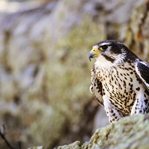 Falcons Collection: Prairie Falcon