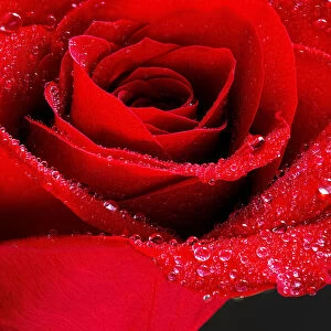 Red rose with water droplets