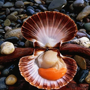 Scallop Shellfish