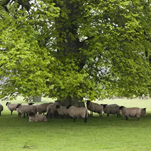 Sheep Standing Under A Tree; Northumberland, England