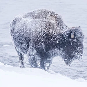 Snow-covered Bison walking along the Firehole River in winter, Yellowstone National Park, USA
