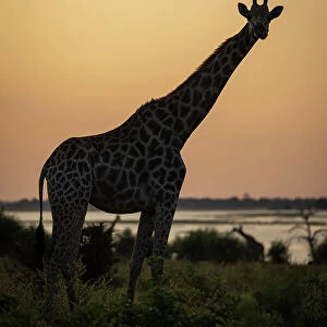 Southern giraffe stands silhouetted against orange sky