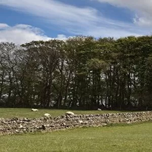 A Stone Wall Leading To An Area Of Trees In A Field; Northumberland, England