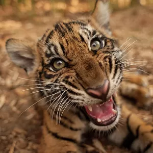 Sumatran tiger cub shows it's teeth to the camera