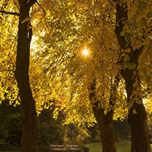 Sunlight glowing through the leaves of trees in autumn colours; Gateshead tyne and wear england