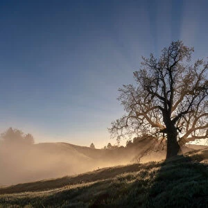 Sunrise light over an old oak tree