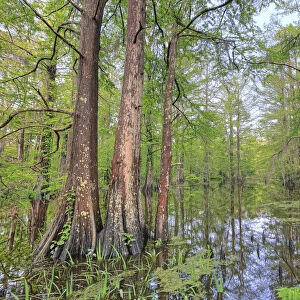 Swamp, Southern Louisiana