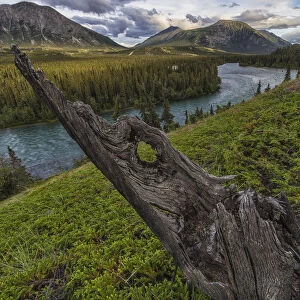 The Takhini River Flows Throigh A Valley Near Kusawa Lake, With An Old Tree Stump On The Hillside At Sunset; Yukon