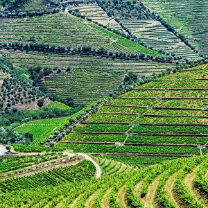 Terraced vineyards in the Douro River Valley, Norte, Portugal
