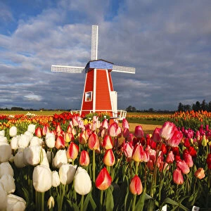 Tulips and windmill on Wooden Shoe Tulip Farm, Woodburn, Oregon, USA
