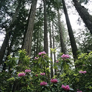 USA, Rhododendrons And Coast Redwoods In Fog; California