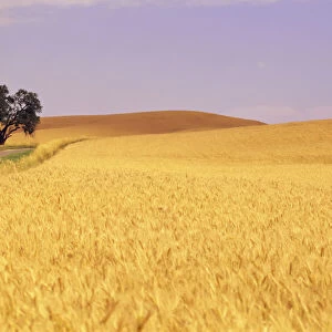 Vast golden wheat field