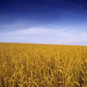 Wheat Field, Ireland