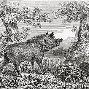 The wild boar (Sus scrofa), aka the wild swine, common wild pig, or wild pig. From Le Savant du Foyer ou Notions Scientifiques Sur Les Objets Usuels de la Vie, published 1864