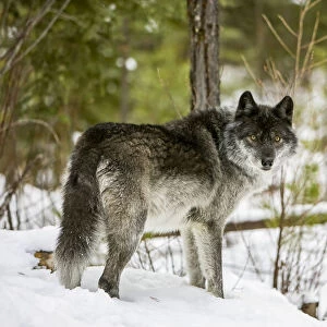 Wolf standing in snow
