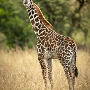 Young Masai giraffe stands in grass by trees