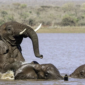 African bush elephant (Loxodonta africana) playing in the water, Mpumalanga, South-Africa