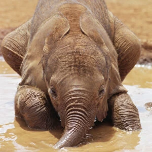 African Elephant (Loxodonta africana) orphan called Isholta, five weeks old, playing in mud bath