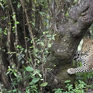 African Leopard (Panthera pardus) marking tree for territory in forest