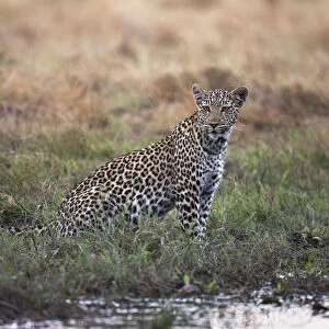 An alert female leopard (Panthera pardus) sits by a river looking for prey, Khwai River