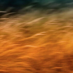Artistic impression of flowering grass waving in the wind at the coast of the Amsterdamse Waterleidingduinen, The Netherlands