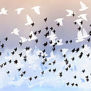 Artistic, multi-layered impression of flying Common Starlings (Sturnus vulgaris), The Netherlands