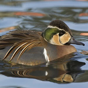 Ducks Collection: Baikal Teal