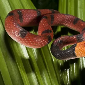 Tree Snake Collection: Many-Banded Tree Snake