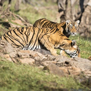 Bengal tiger (Panthera tigris tigris) mother drinking with cubs, India, Rajasthan