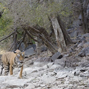 Bengal Tiger (Panthera tigris tigris) walking on rocky surface
