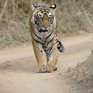 Bengal Tiger (Panthera tigris tigris) walking on the road facing forwards, India