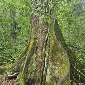 Black Booyong (Argyrodendron actinophyllum) tree with buttress root, Lamington National Park