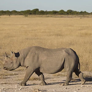 Black Rhinoceros (Diceros bicornis) walking across plain, Namibia, Kunene Region