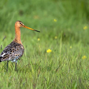 Black-tailed godwit (Limosa limosa) adult foraging in a meadow looking at camera, Noordeinde