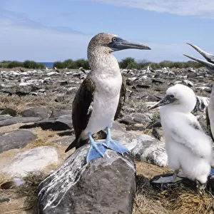 Blue-footed Booby (Sula nebouxii) parents with chick, Galapagos Islands, Ecuador