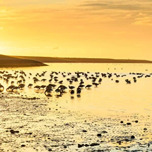 Brent Goose (Branta bernicla) flock, feeding on estuary at low tide, silhouetted at sunrise