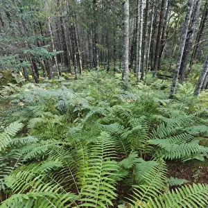 Cinnamon Fern (Osmunda cinnamomea) group in forest, Nova Scotia, Canada