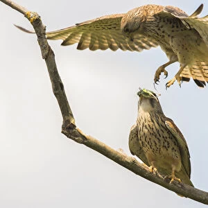 Common Kestrel (falco tinnunculus) female hovering above male before exchanging prey, Hungary