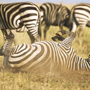 Common zebra (Equus quagga) rolling in dust, Kenya, Masai Mara National Reserve