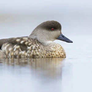 Crested Duck (Lophonetta specularioides) on a small pond, Falkland Islands