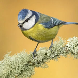 Eurasian Blue Tit (Cyanistes caeruleus) perched on a mossy branch, Galicia, Spain