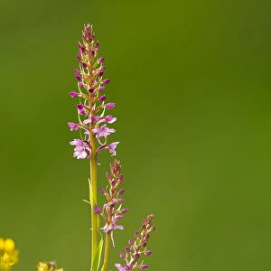 Fragrant orchid amongst buttercups, Dorset, England