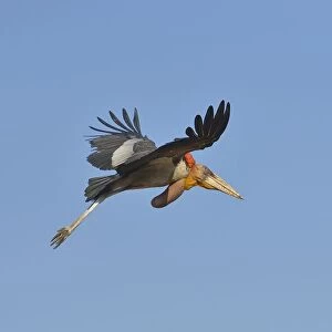 Greater Adjutant (Leptoptilos dubius) adult in flight over a garbage dump against a blue sky, Guwahati, Assam, India