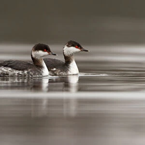 Horned Grebe (Podiceps auritus), South Holland, The Netherlands
