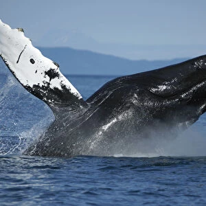 Humpback Whale (Megaptera novaeangliae) breaching, Alaska