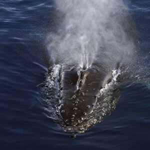 Humpback Whale (Megaptera novaeangliae) spouting, Antarctic Peninsula, Antarctica