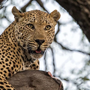 Leopard (Panthera pardus) lying in a tree eating a wartog, Sabi Sands Game Reserve
