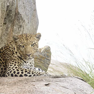 Leopard (Panthera pardus) resting on a rock and looking at camera